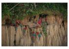 Explore Tambopata National Reserve Tours with Tree House Inn