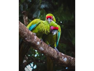 2-Day Tambopata Jungle Tour & Chuncho Macaw Clay Lick