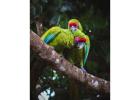 2-Day Tambopata Jungle Tour & Chuncho Macaw Clay Lick