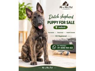 Dutch shepherd Puppies For Sale