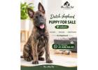 Dutch shepherd Puppies For Sale