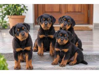 Rottweiler Puppies for Sale in Noida