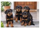 Rottweiler Puppies for Sale in Noida