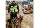 Professional Security Dog Handling Services Across the UK