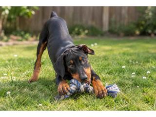 Doberman puppies for sale in Hyderabad