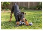Doberman puppies for sale in Hyderabad