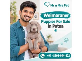 Weimaraner Puppies For Sale