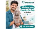 Weimaraner Puppies For Sale