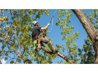 Fast Emergency Tree Pruning in Austin, TX When You Need Help
