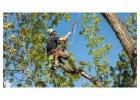 Fast Emergency Tree Pruning in Austin, TX When You Need Help