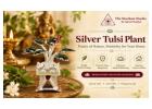 Shop Silver Tulsi Plant at Best Price | The Stardust Studio
