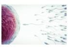 IUI Treatment Cost in Delhi - Dr Rhythm Gupta
