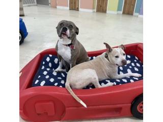 Best pup’s spot in Virginia Beach