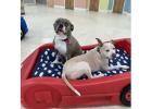 Best pup’s spot in Virginia Beach