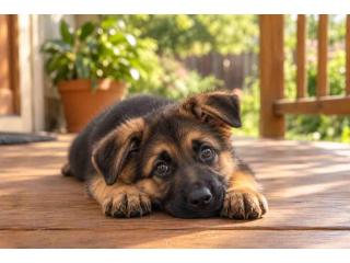 German Shepherd Puppies for Sale in Amritsar