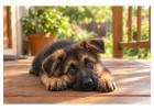 German Shepherd Puppies for Sale in Amritsar