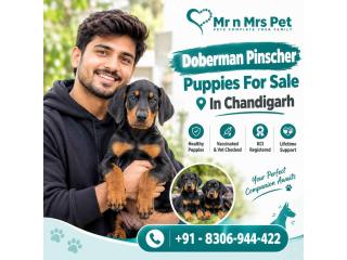 Doberman pinscher Puppies For Sale