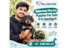Doberman pinscher Puppies For Sale