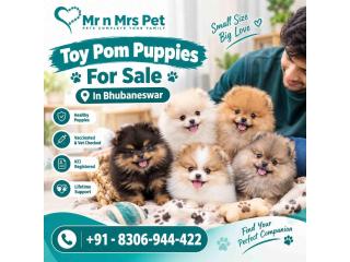Toy pom Puppies For Sale