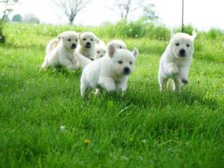 English cream golden retriever puppies