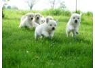 English cream golden retriever puppies