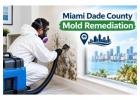 What to Know About Mold Remediation in Miami-Dade County