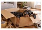 Doberman puppies for sale in Delhi