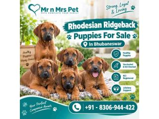 Rhodesian ridgeback Puppies For Sale