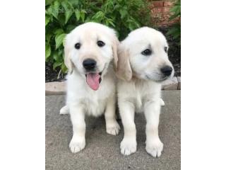 Golden Retriever Puppies Nashville