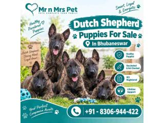 Dutch Shepherd Puppies For Sale