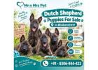 Dutch Shepherd Puppies For Sale