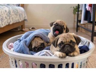 Pug Puppies for Sale in Chandigarh