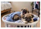 Pug Puppies for Sale in Chandigarh