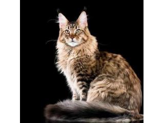 Maine Coon: A Friendly and Loving Cat for Your Family