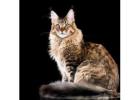 Maine Coon: A Friendly and Loving Cat for Your Family