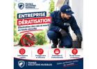 Entreprise Dératisation : Solutions contre les Rats et les Souris