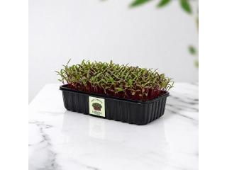 Beetroot Microgreens – Fresh, Vibrant & Nutrient-Rich Greens