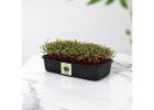 Beetroot Microgreens – Fresh, Vibrant & Nutrient-Rich Greens