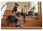 Doberman puppies for sale in Mumbai