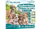 Mudhol hound Puppies For Sale