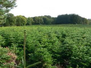 Wholesale Natural Christmas Trees UK