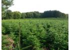Wholesale Natural Christmas Trees UK