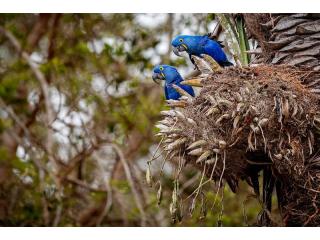 Explore Tambopata National Reserve Tours in Peru