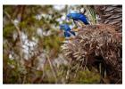 Explore Tambopata National Reserve Tours in Peru