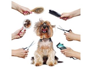 Pet Grooming at Home in Gurgaon