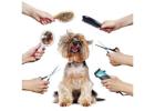 Pet Grooming at Home in Gurgaon