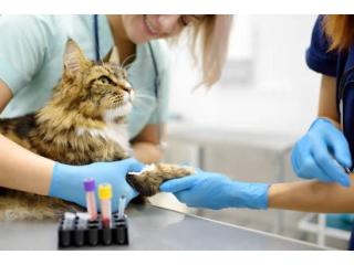 Cat Wellness Exam: Keep Your Feline Friend Healthy & Happy!