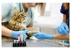 Cat Wellness Exam: Keep Your Feline Friend Healthy & Happy!