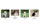 Meet Our Beautiful Border Collie Puppies