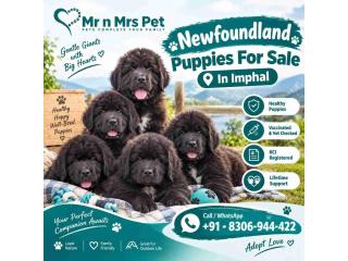 Newfoundland Puppies For Sale